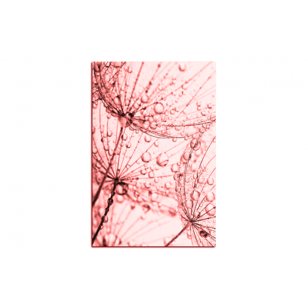 Obraz na plátně - Pampeliška s kapkami vody - obdélník